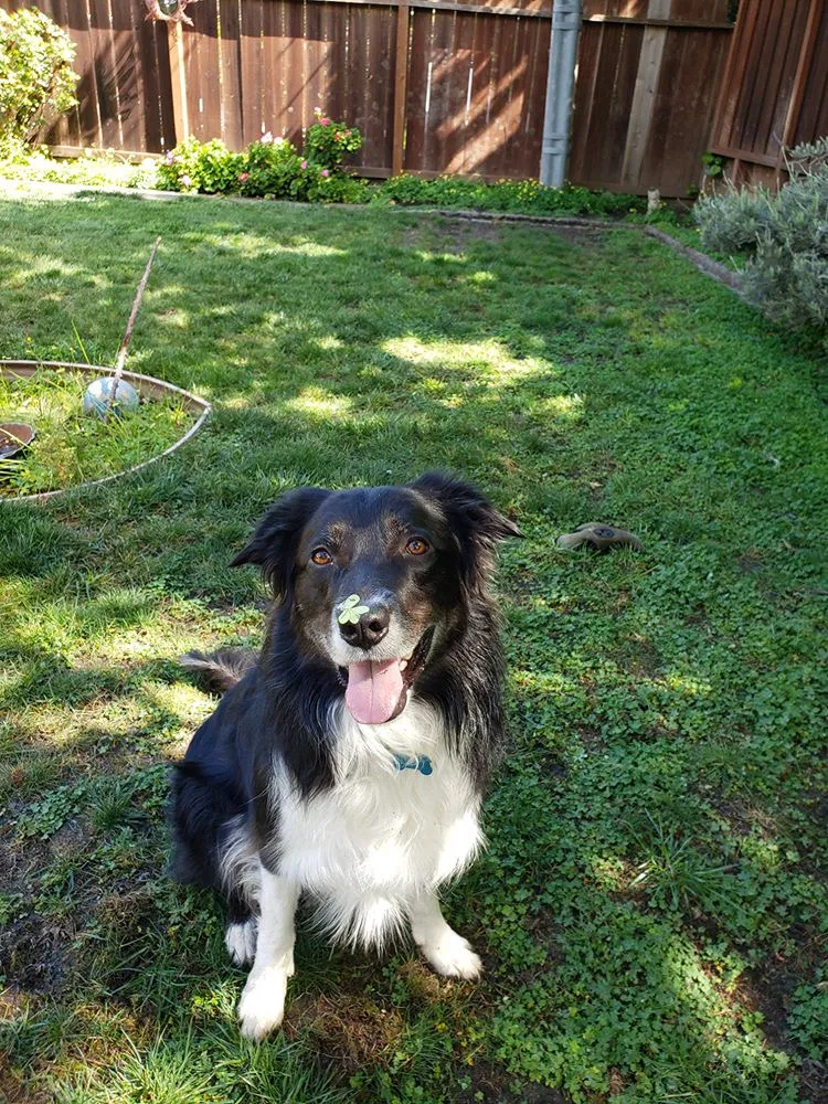Lost dog in Palo Alto, CA, 94303