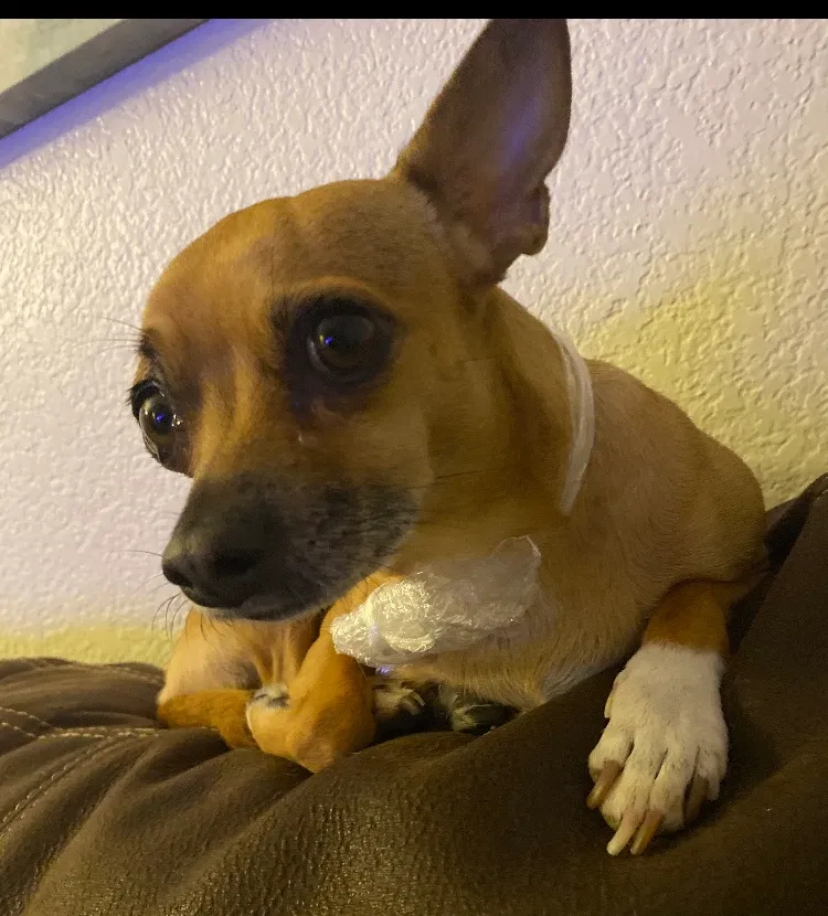 Lost dog in Mesa, AZ, 85205