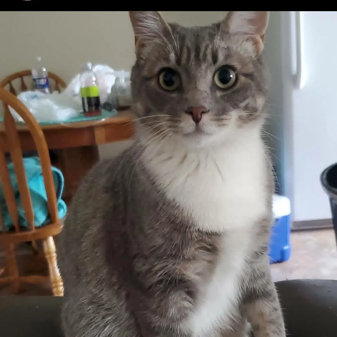 Lost cat in Fredericksburg, VA, 22405