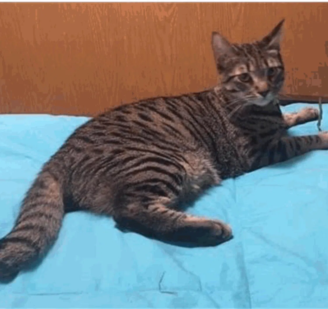 Lost cat in Fort Belvoir, VA, 22060