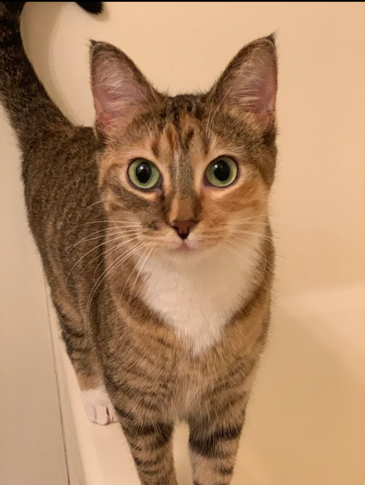 Lost cat in Faribault, MN, 55021