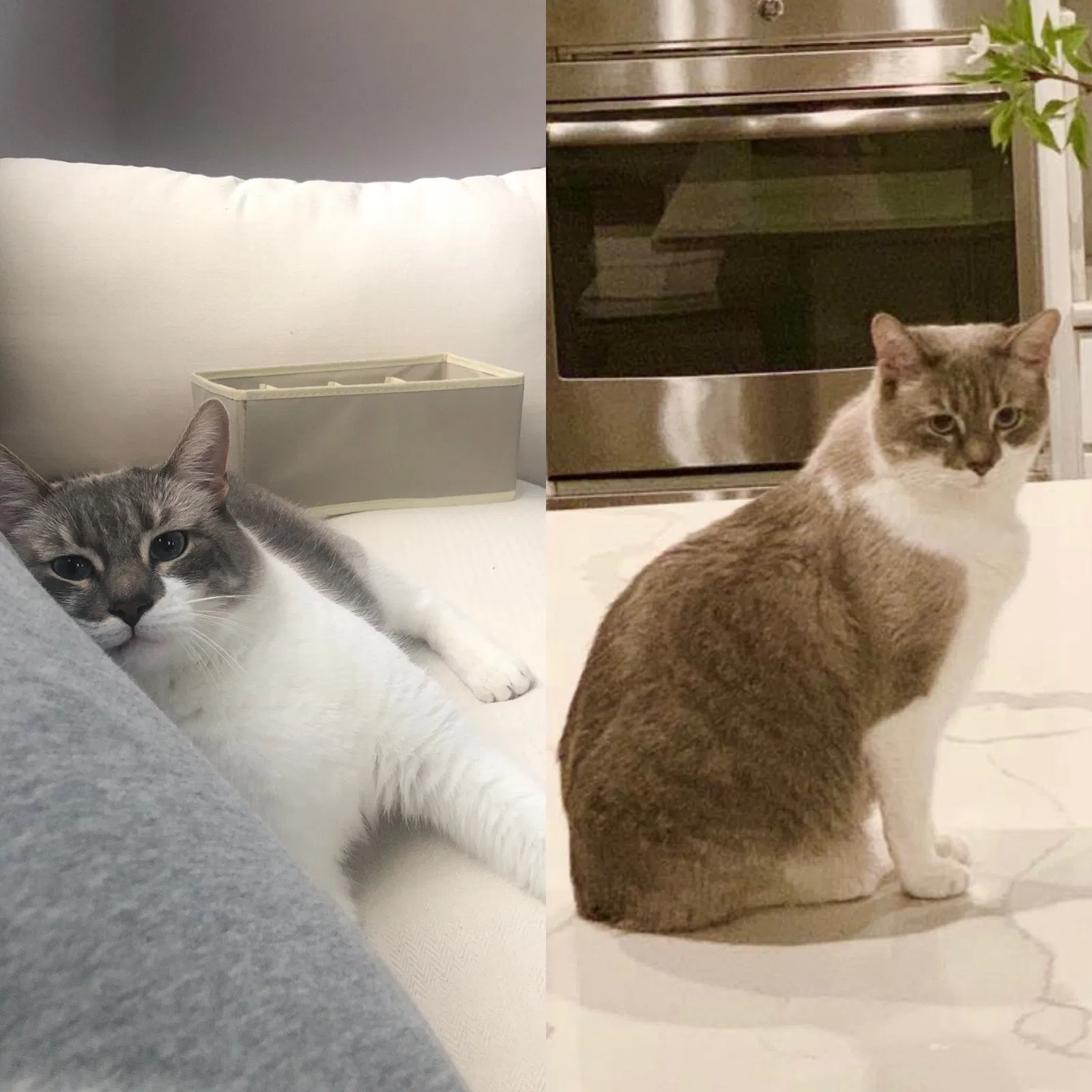 Lost cat in Oakton, VA, 22124