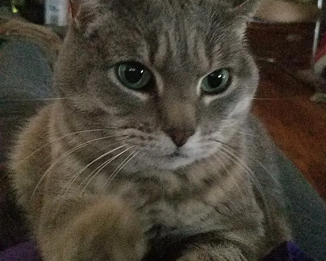 Lost cat in Saint Paul, MN, 55124