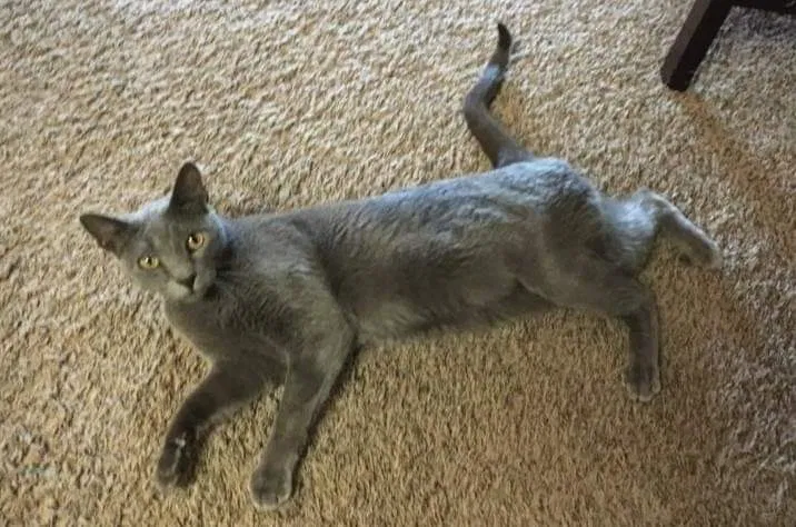 Lost cat in Largo, FL, 33774