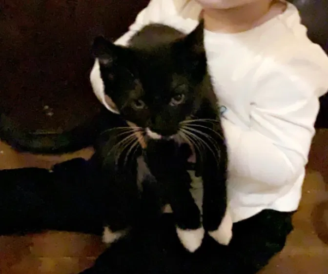 Lost cat in Everett, MA, 2149