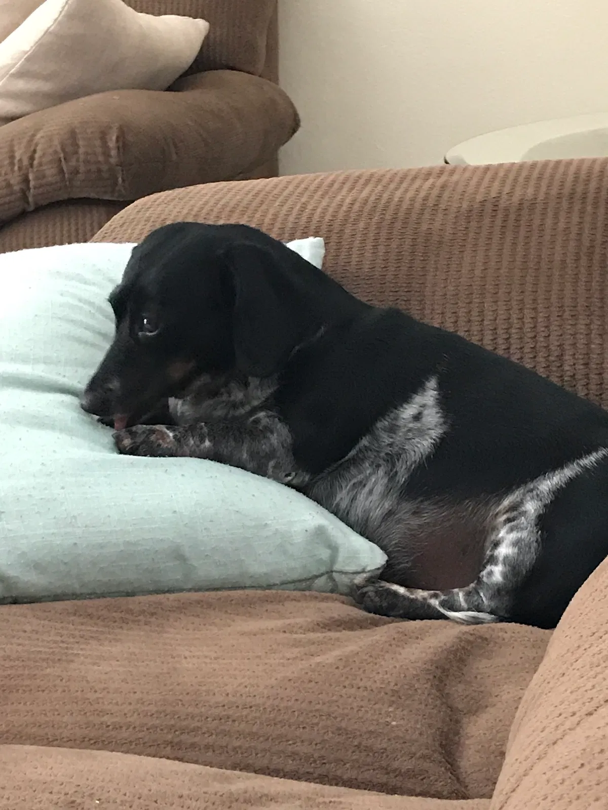 Lost dog in Albuquerque, NM, 87120