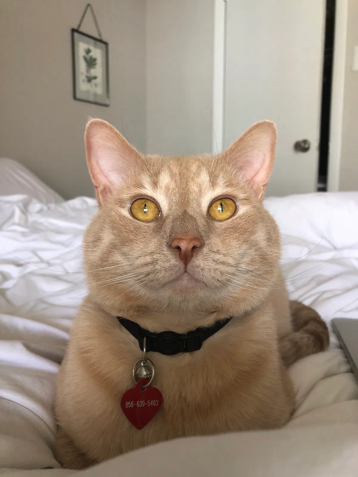 Lost cat in Columbia, MD, 21044