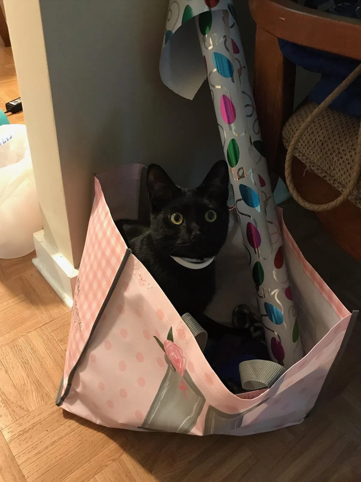 Lost cat in Cumming, GA, 30040