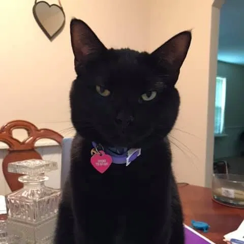 Lost cat in Cumming, GA, 30040