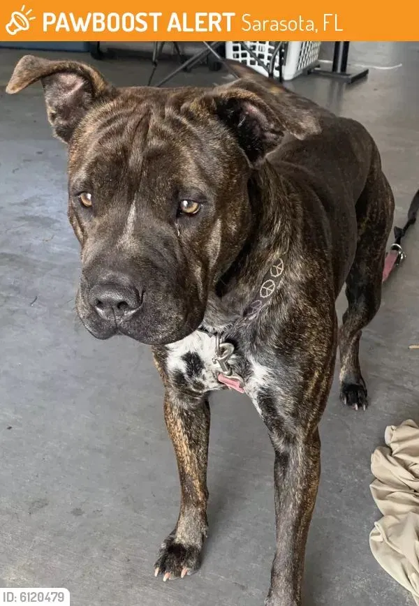 Lost dog in Sarasota, FL, 34234