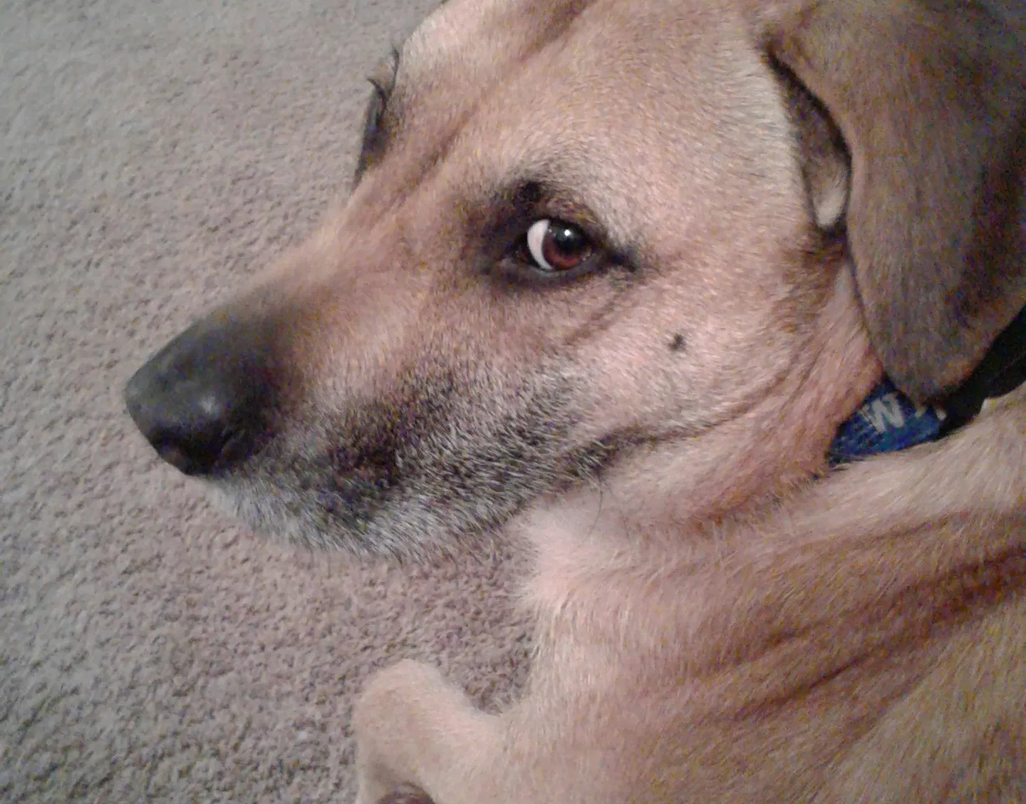 Lost dog in West Lebanon, IN, 47991