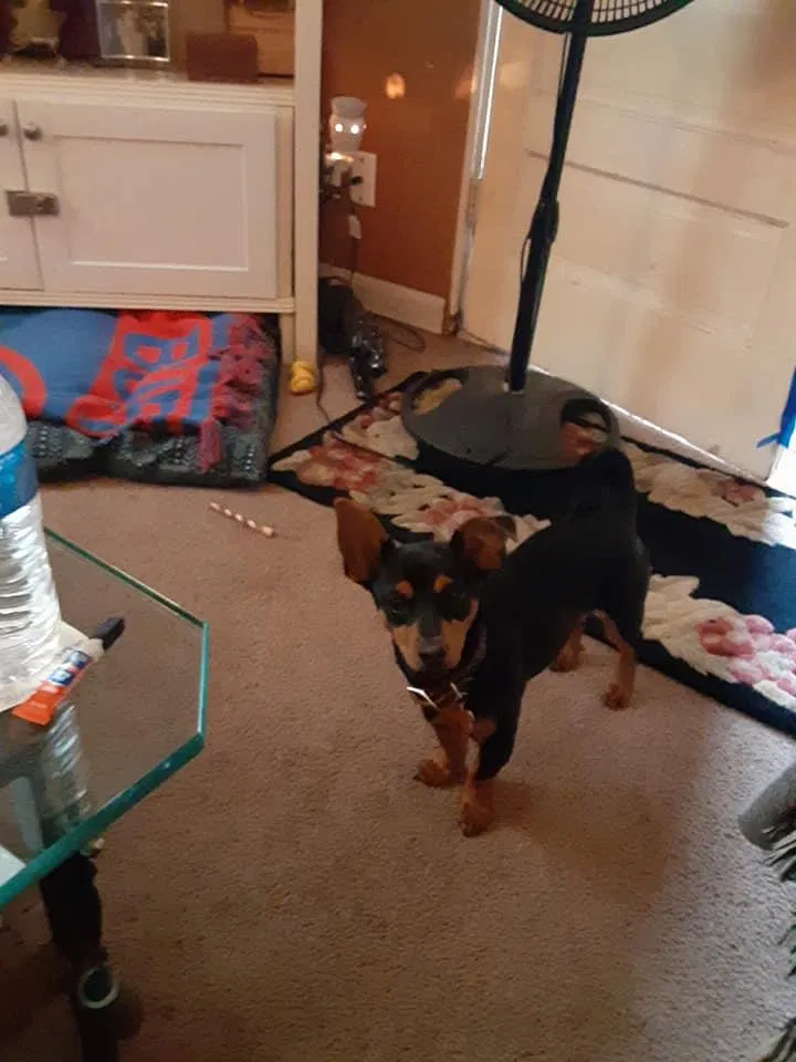 Lost dog in Hamilton, OH, 45011