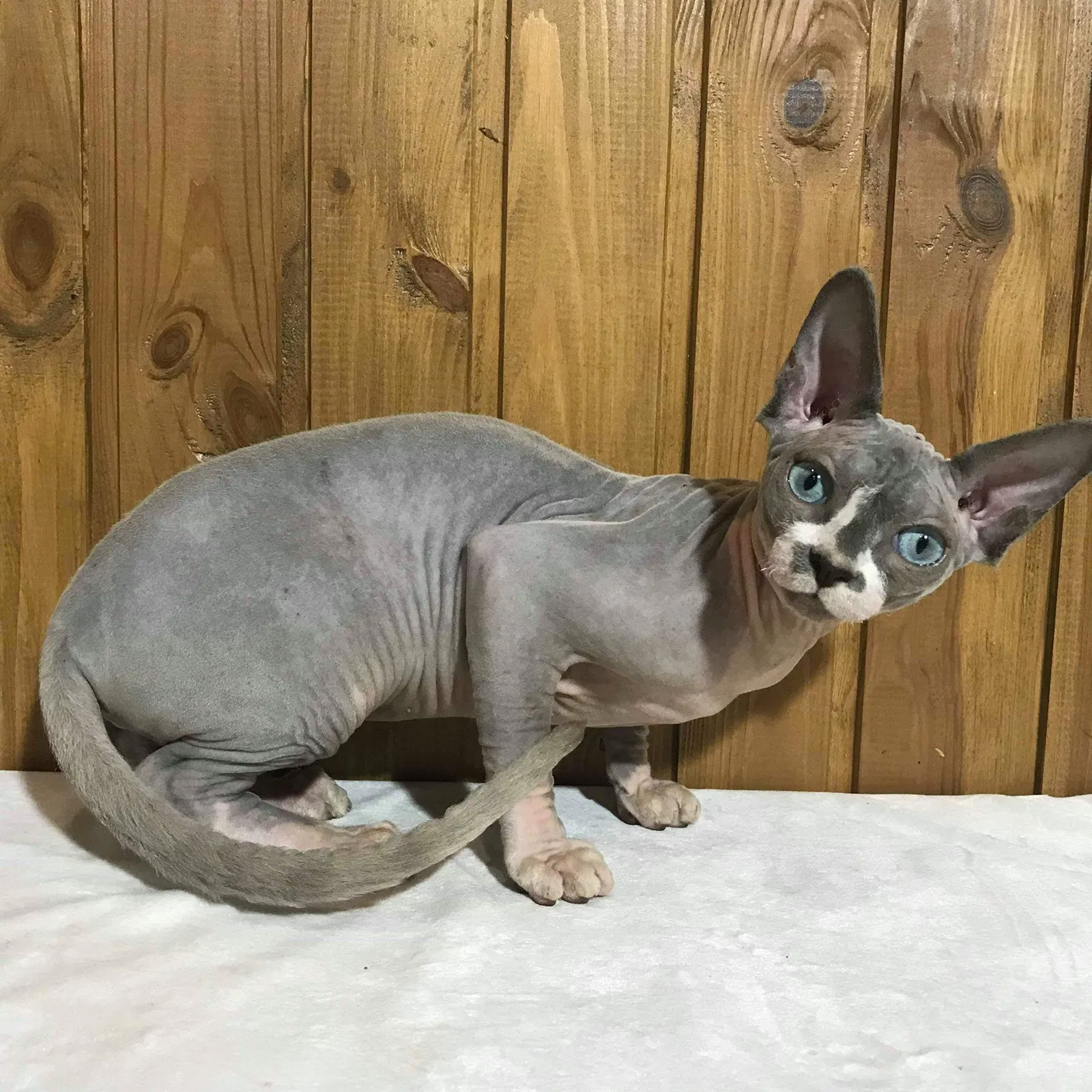 Lost cat in San Tan Valley, AZ, 85143