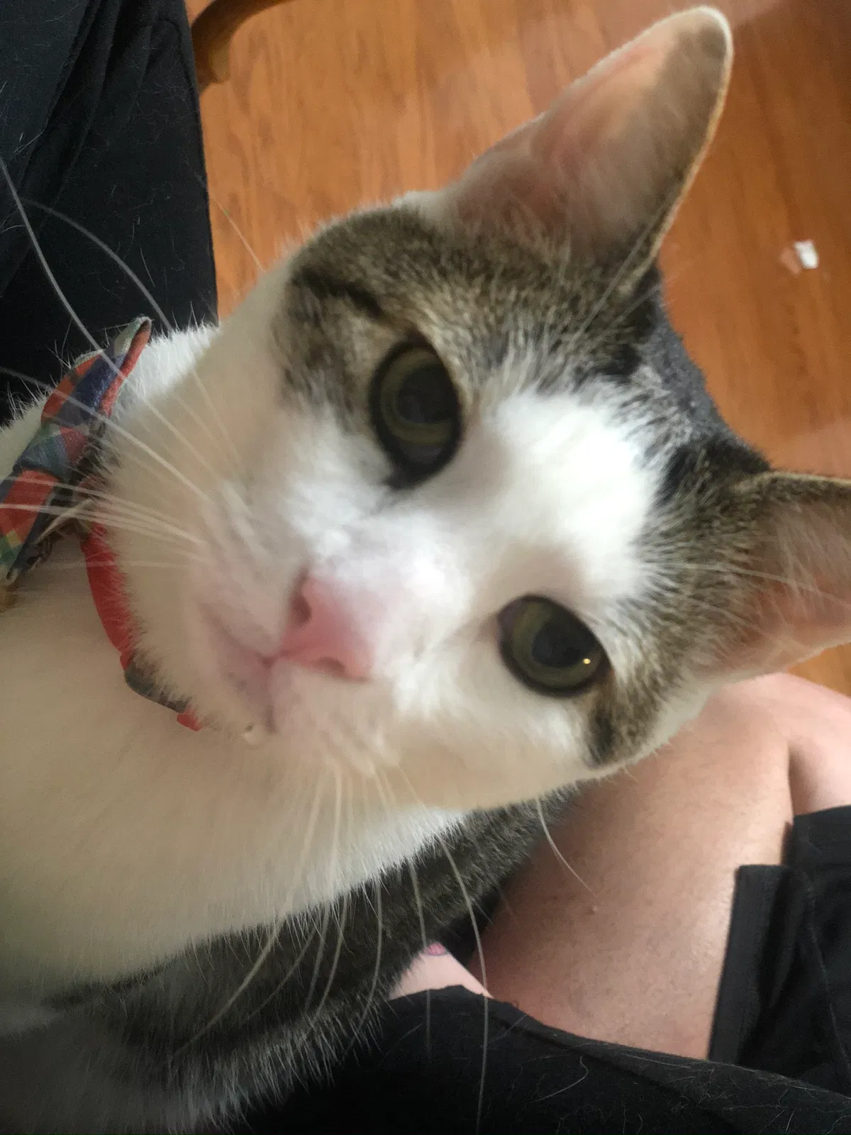 Lost cat in Arlington, TN, 38002