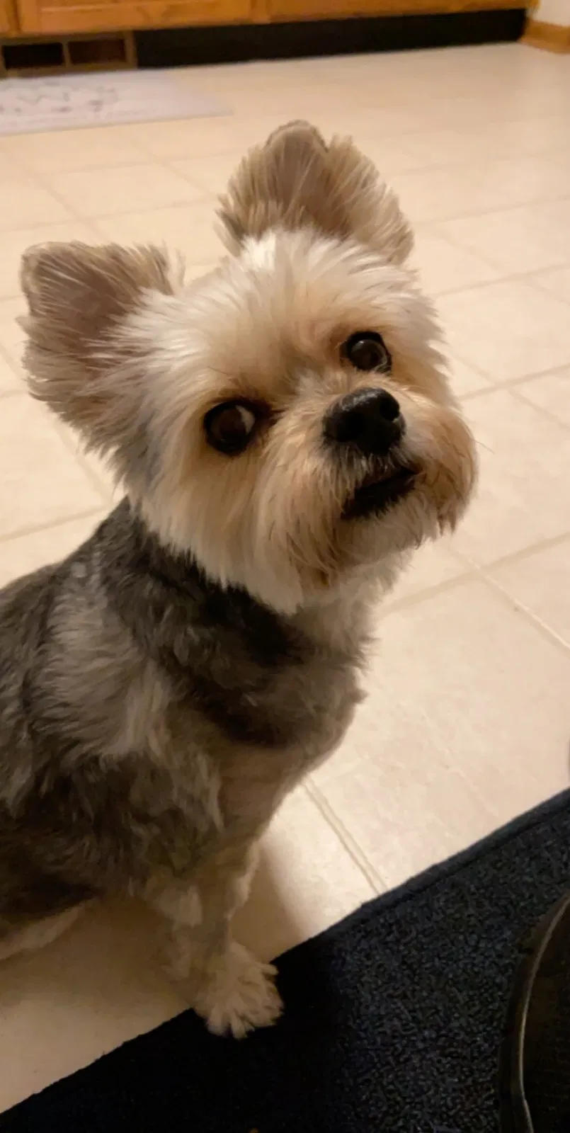 Lost dog in Mechanicsburg, OH, 43044