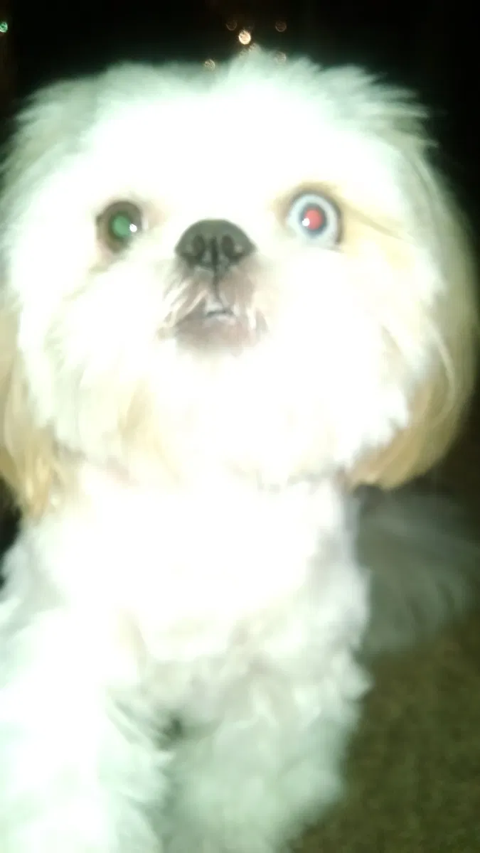 Lost dog in Lakeland, FL, 33803