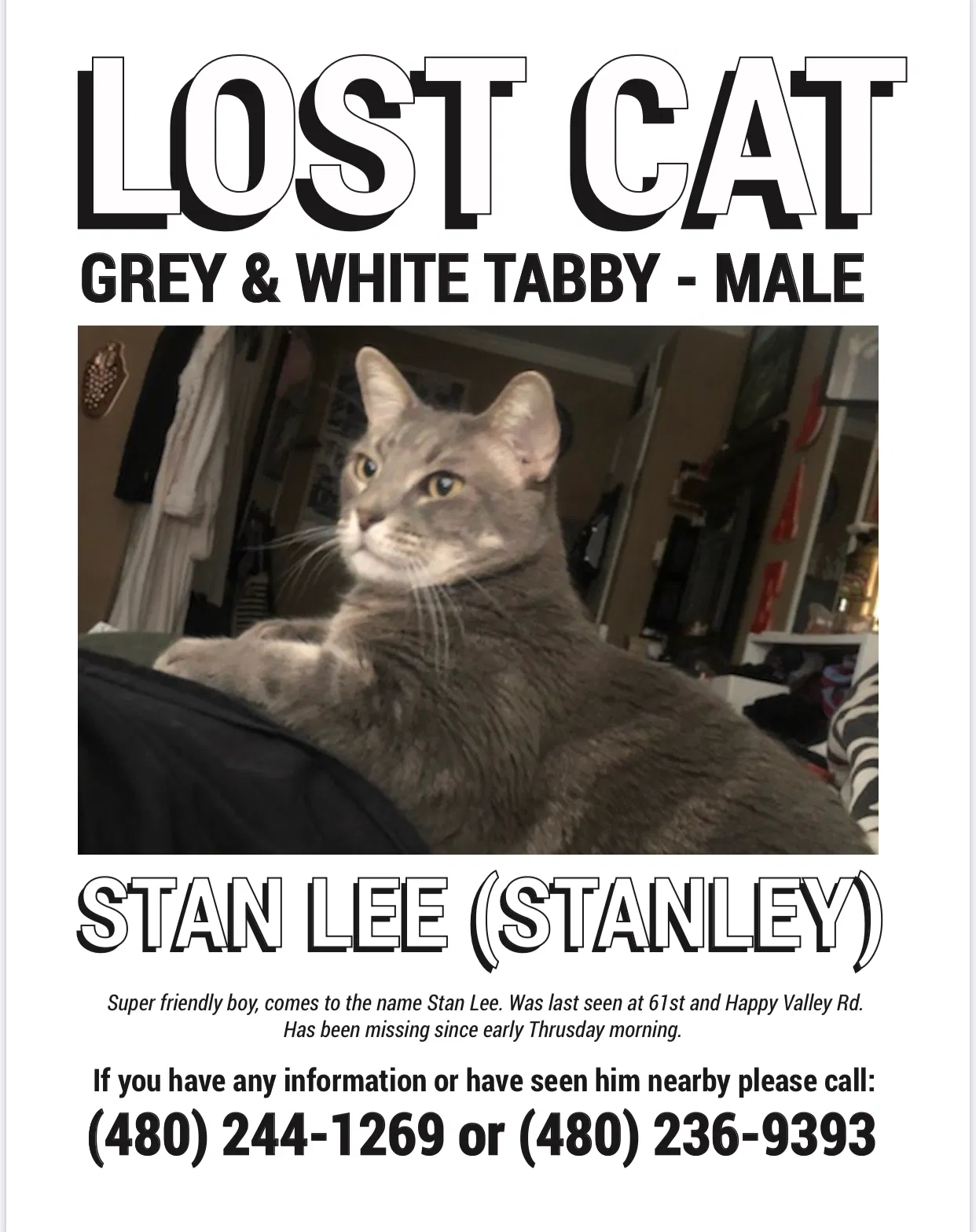 Lost cat in Glendale, AZ, 85310