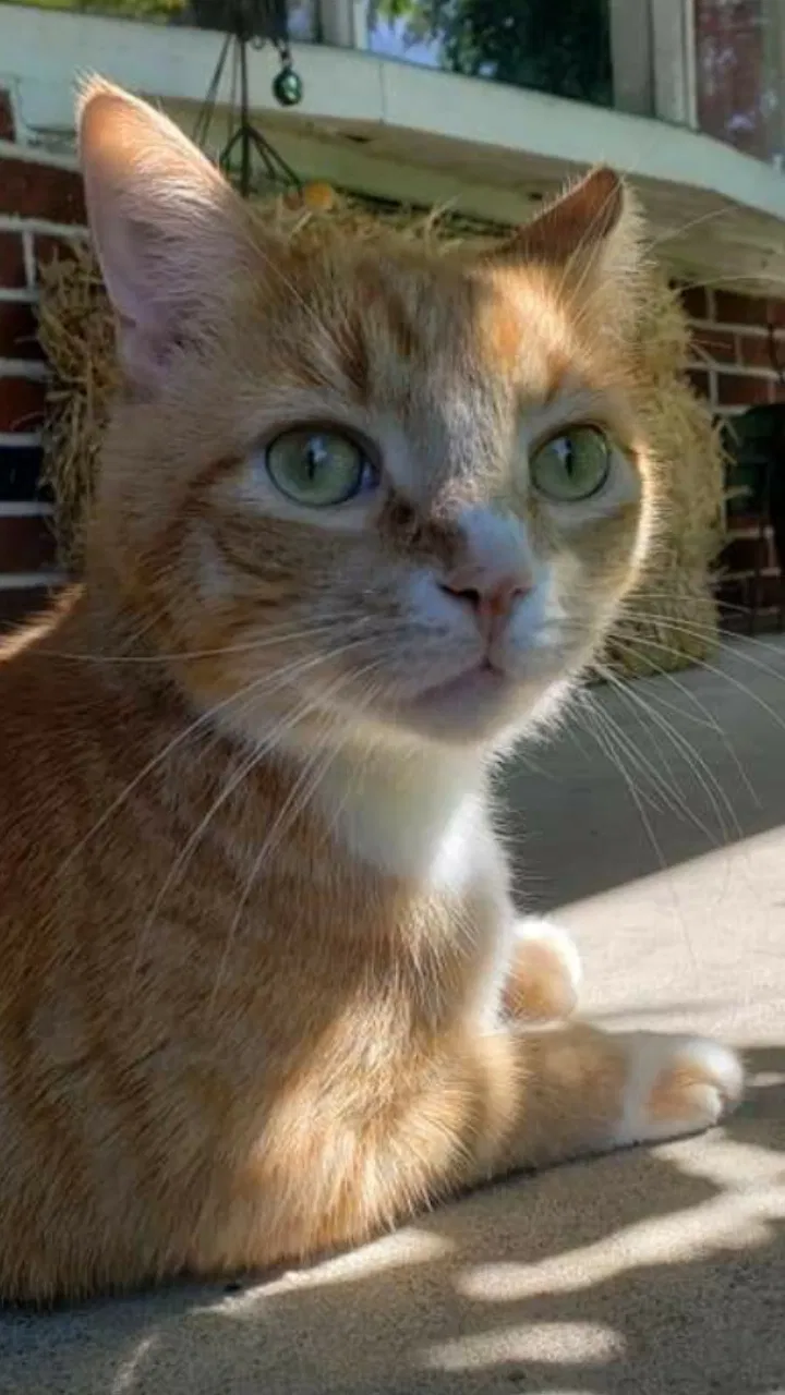 Lost cat in Whitehall, PA, 18052