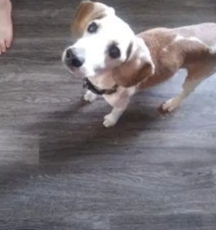 Lost dog in Arvada, CO, 80002
