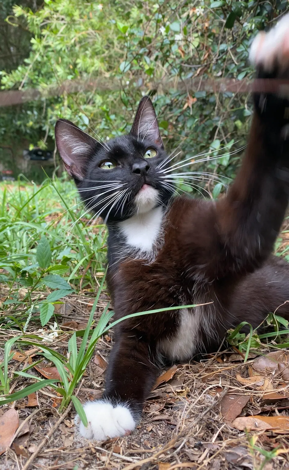 Lost cat in Umatilla, FL, 32784