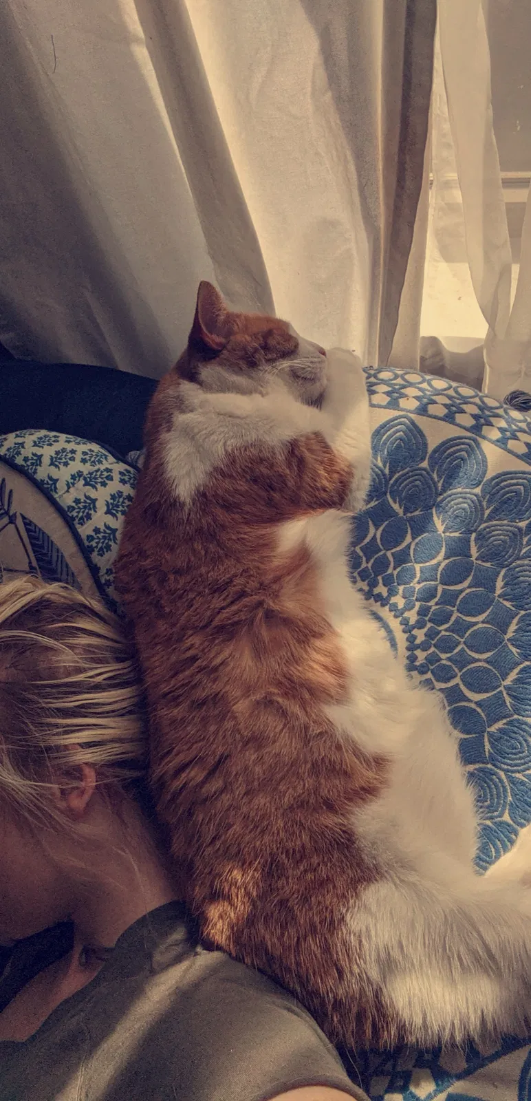 Lost cat in Glen Burnie, MD, 21060