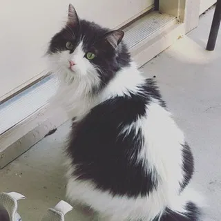 Lost cat in Georgetown, TX, 78626