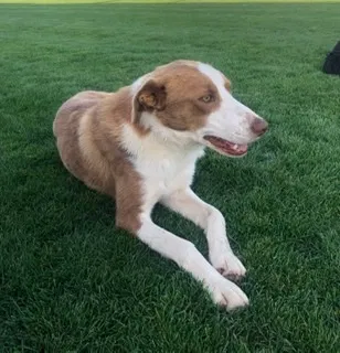 Lost dog in Fresno, CA, 93725