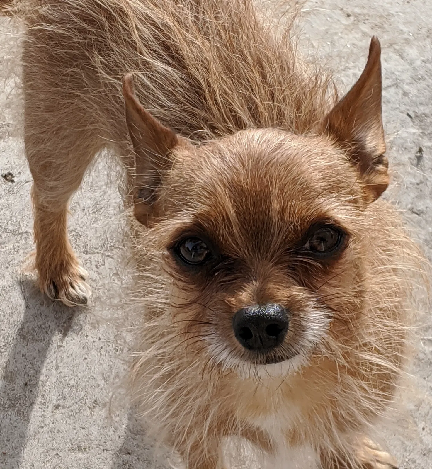Lost dog in Santa Fe, NM, 87507