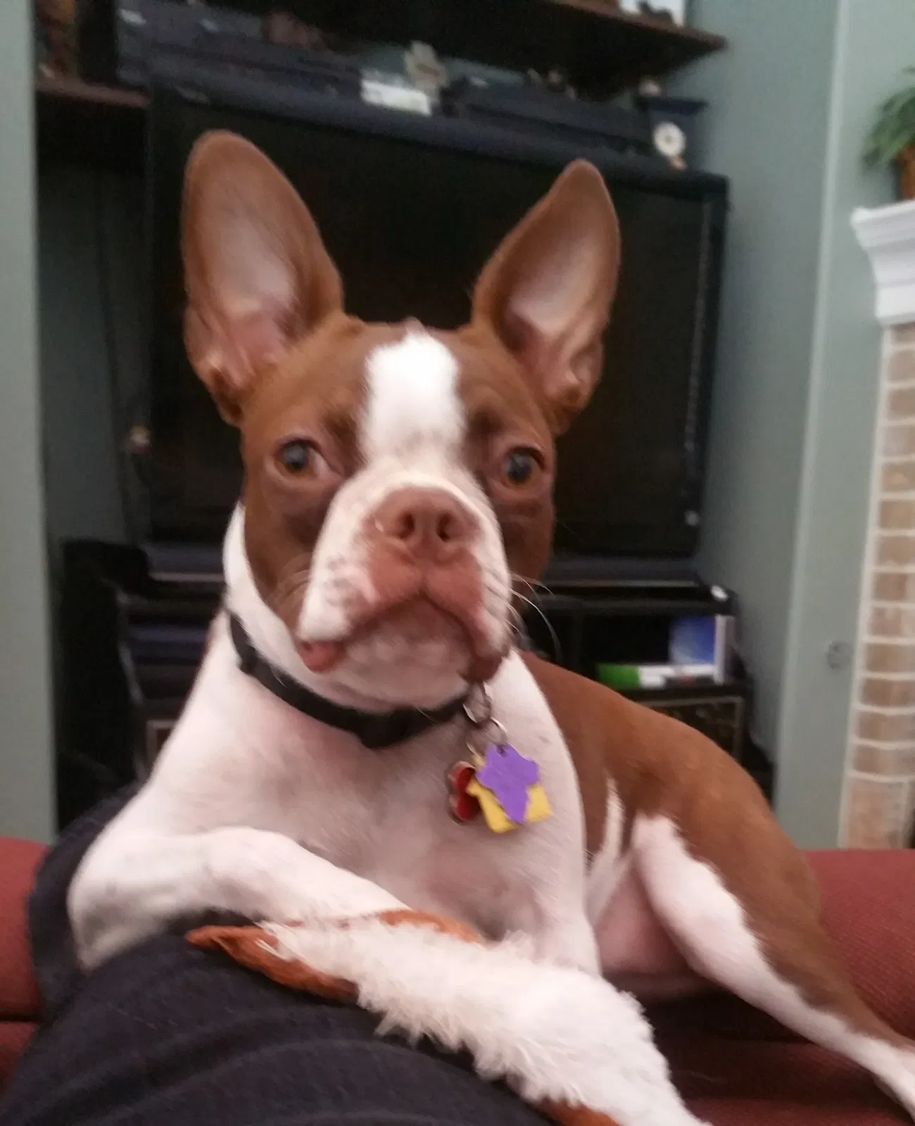Lost dog in Haw River, NC, 27258