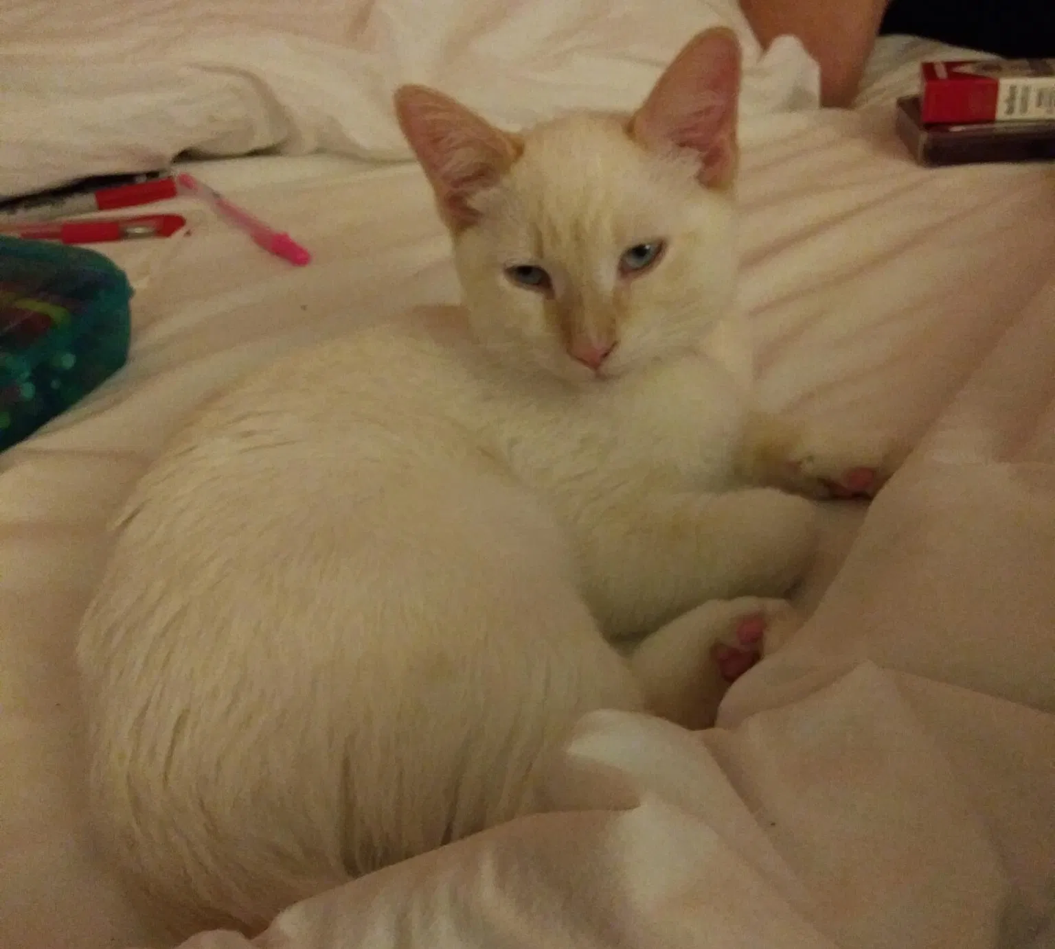 Lost cat in Minneapolis, MN, 55411