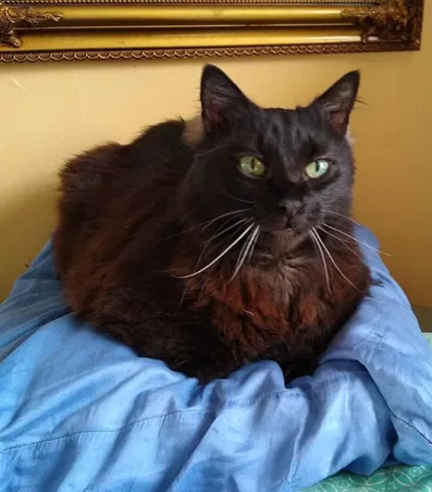 Lost cat in Atlanta, GA, 30307