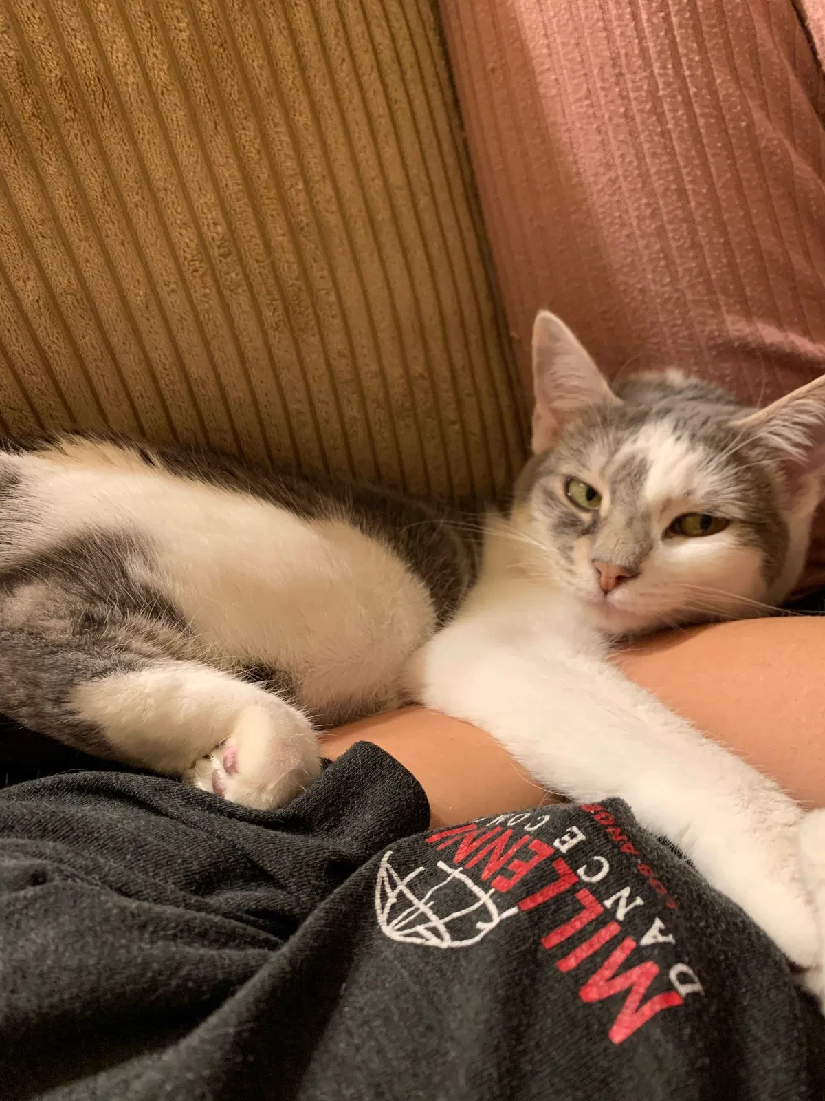 Lost cat in Roseville, CA, 95747