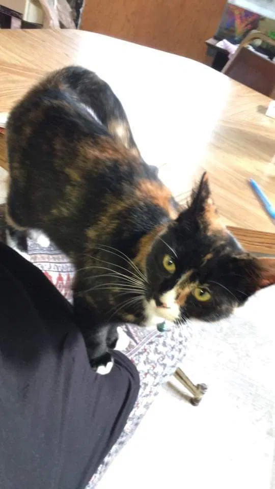 Lost cat in Kalamazoo, MI, 49009