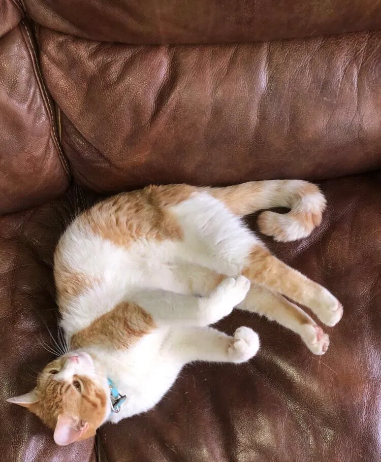 Lost cat in Lake Charles, LA, 70605