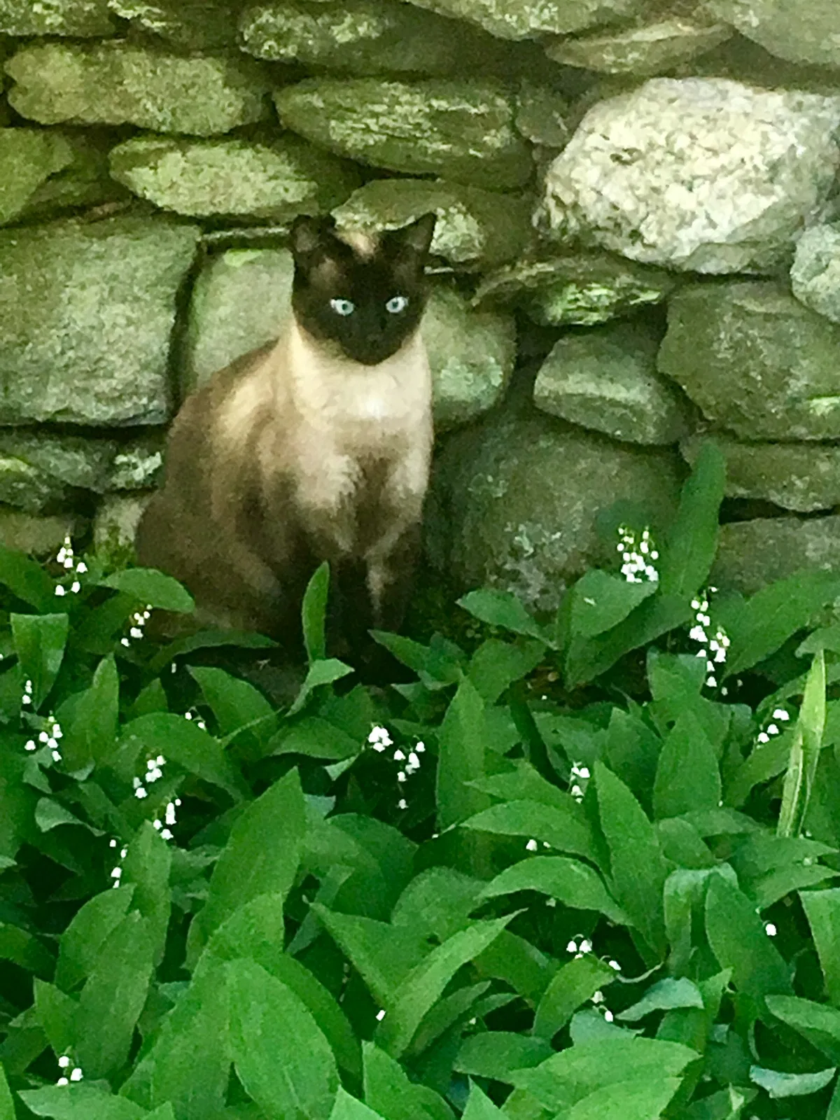 Lost cat in East Greenwich, RI, 2818