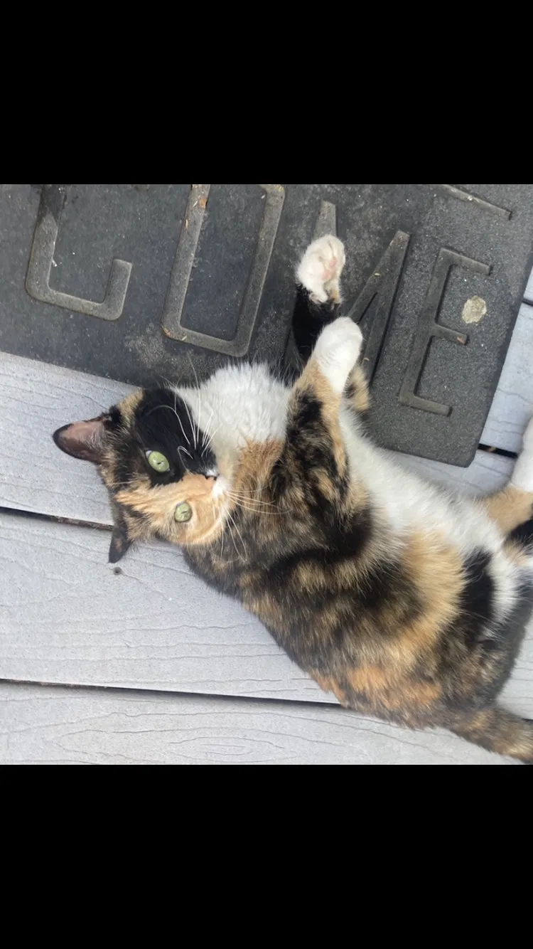 Lost cat in Putnam, CT, 6260