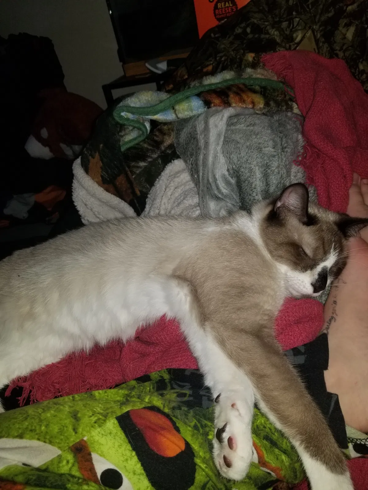 Lost cat in Lakewood, OH, 44107