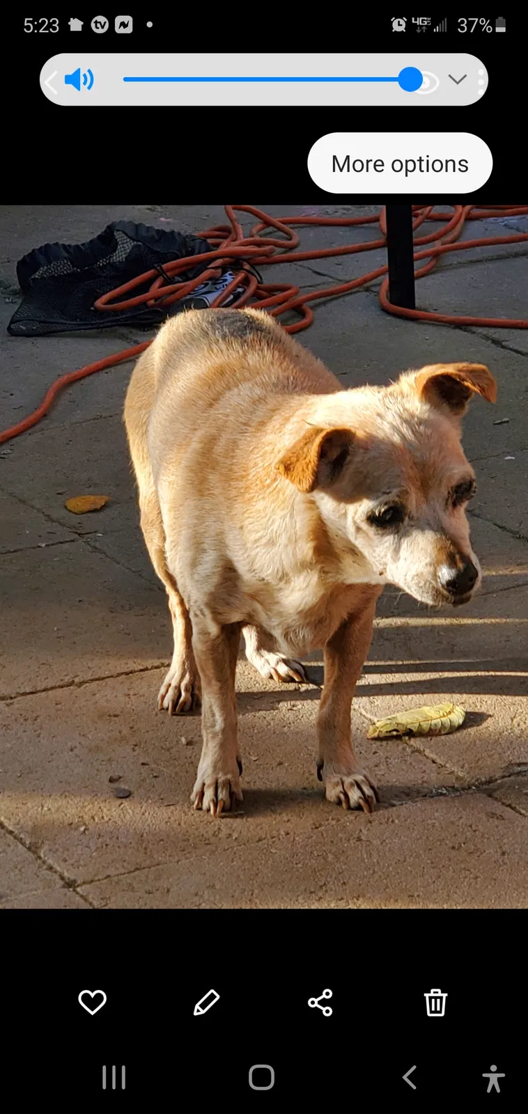 Lost dog in Newark, CA, 94560