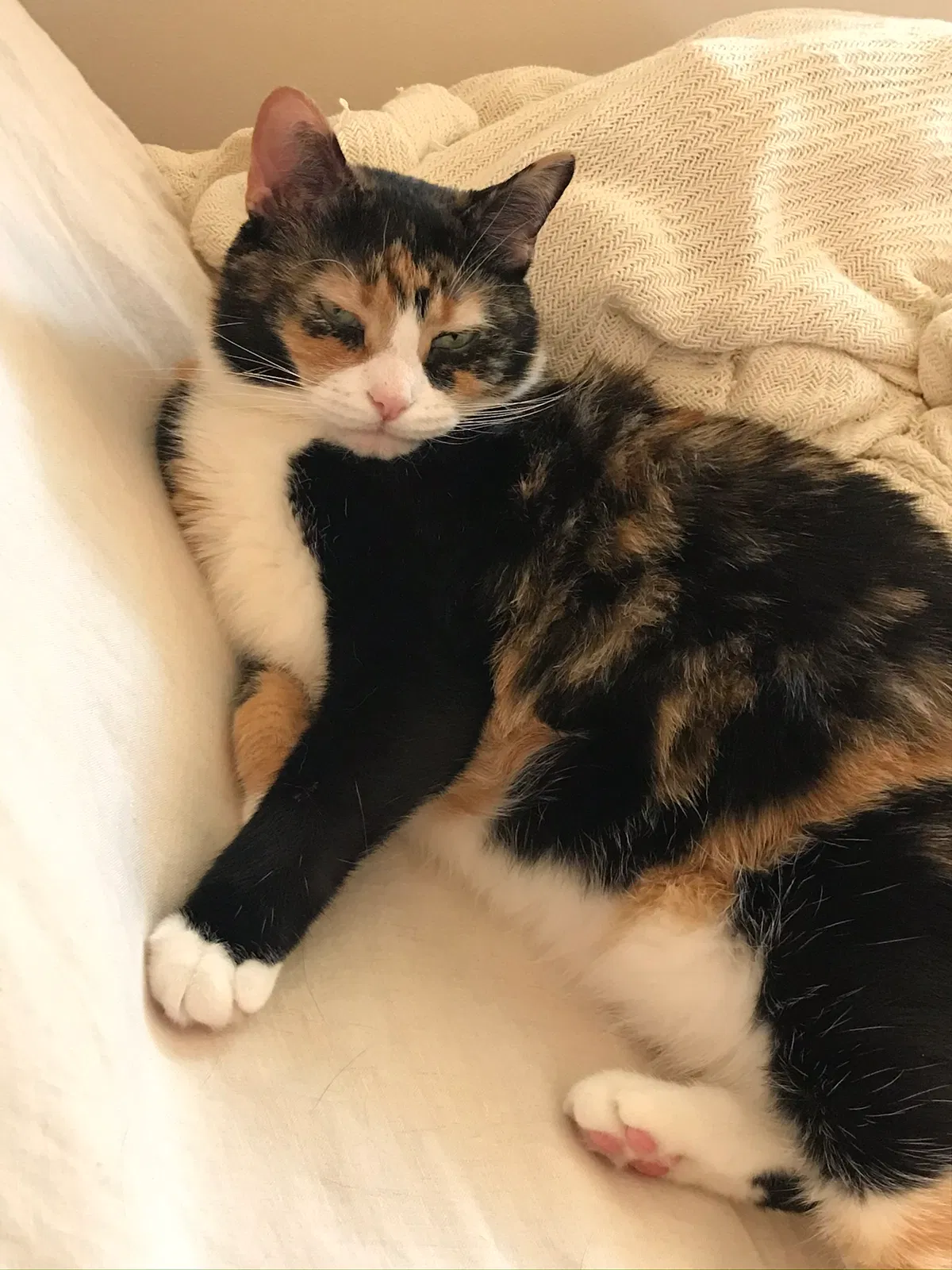 Lost cat in Cedar Grove, NJ, 7009