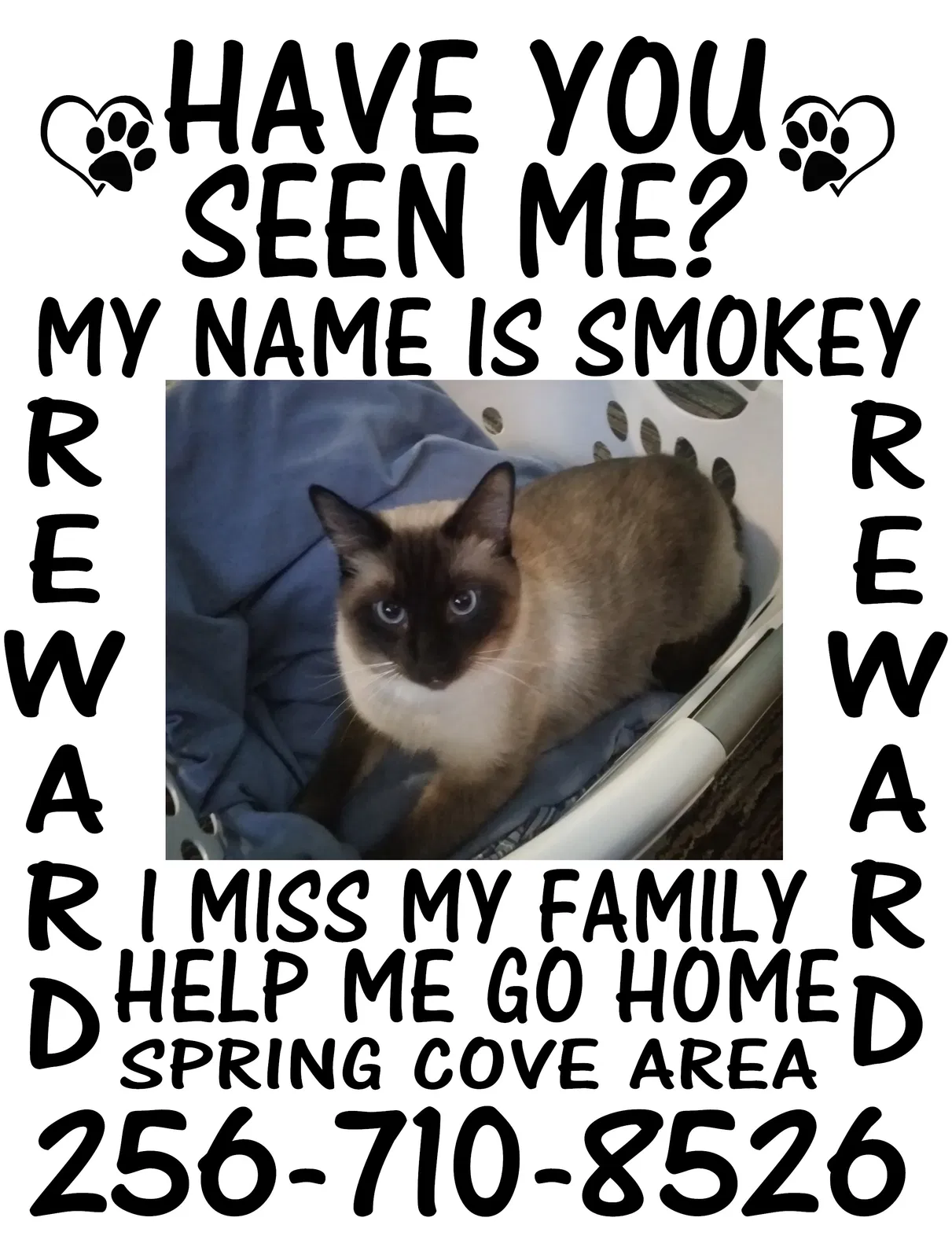 Lost cat in Florence, AL, 35634