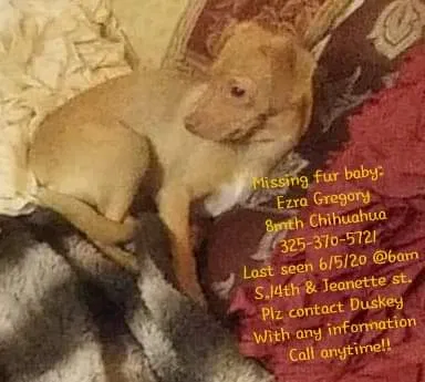 Lost dog in Abilene, TX, 79602