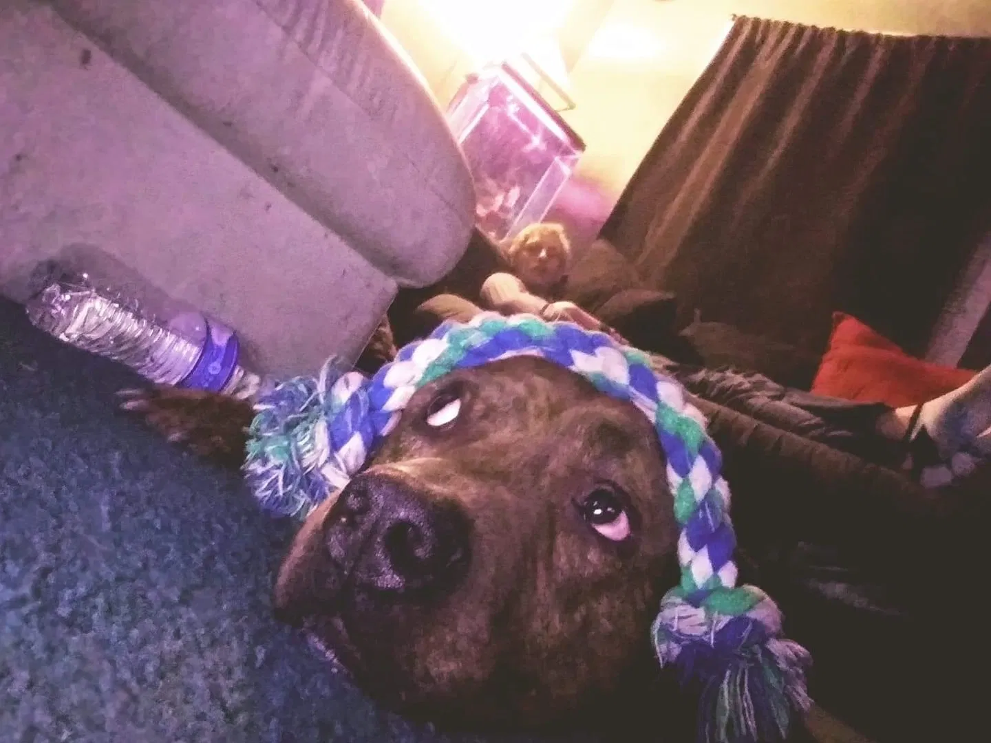 Lost dog in Arvada, CO, 80003