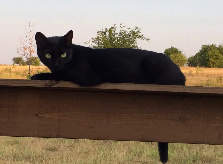 Lost cat in Fort Worth, TX, 76148