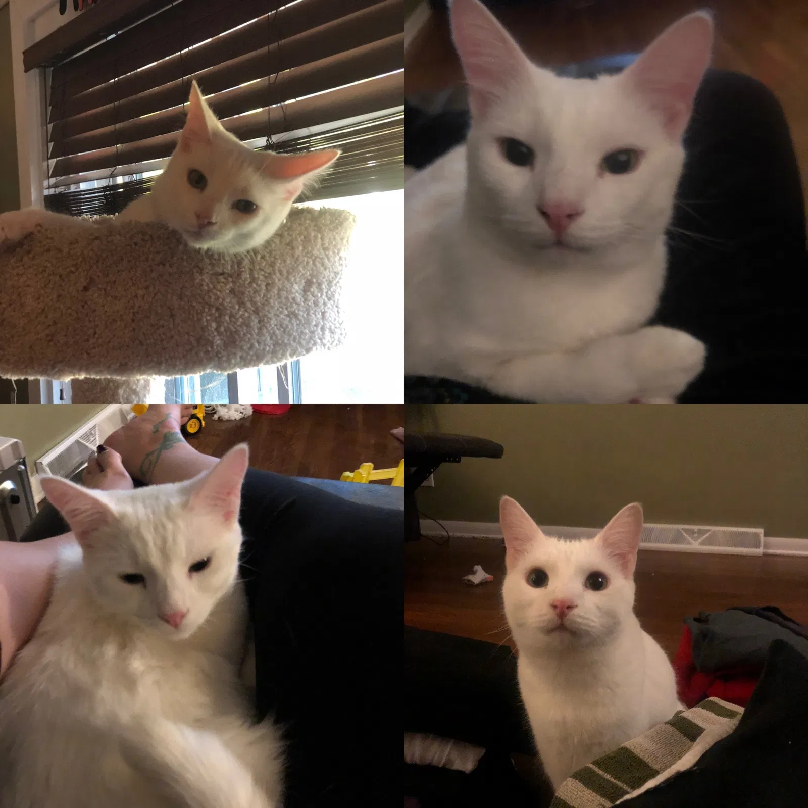 Lost cat in Cleveland, OH, 44130