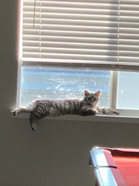 Lost cat in Alexandria, VA, 22308