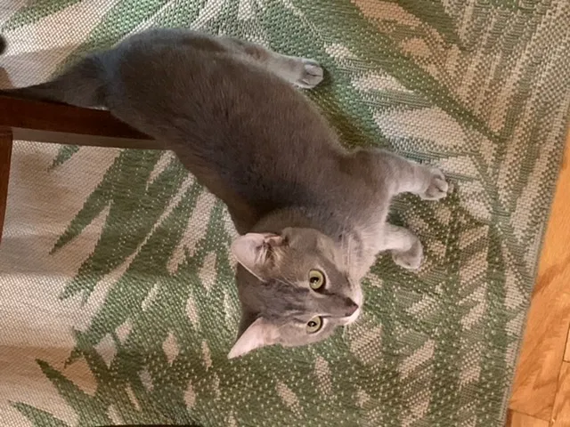 Lost cat in Hampton, VA, 23664