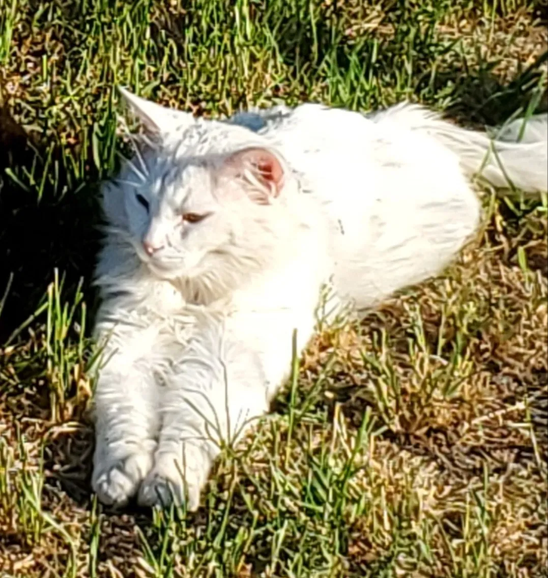 Lost cat in Charleston, SC, 29412