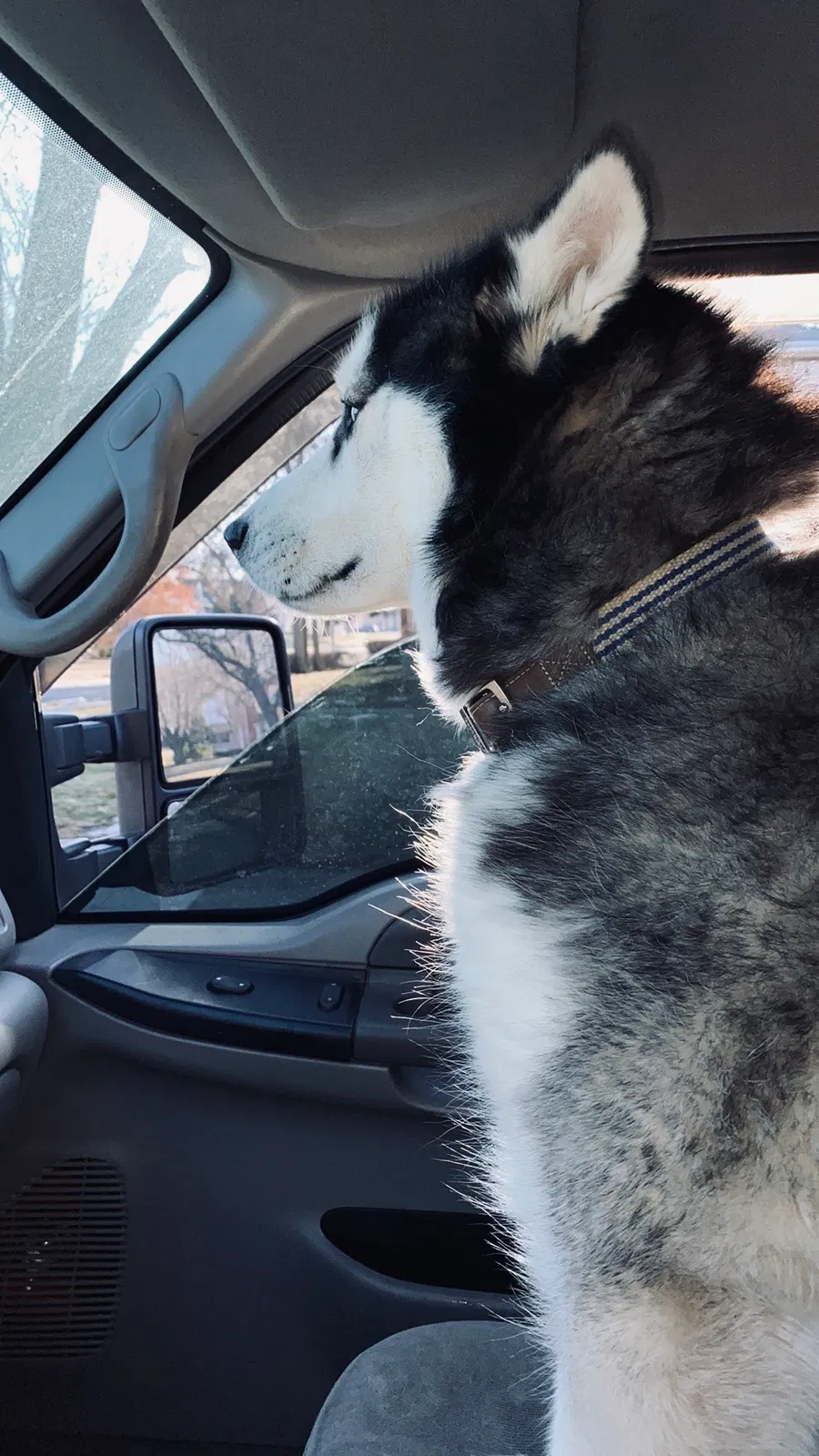 Lost dog in Davenport, IA, 52803