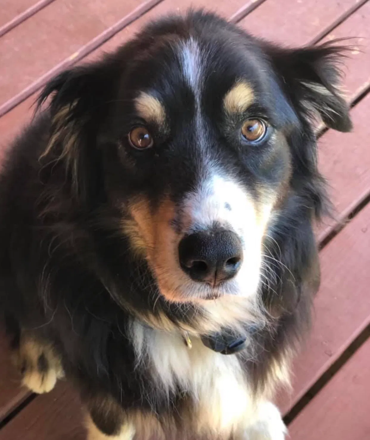 Lost dog in Juliette, GA, 31046