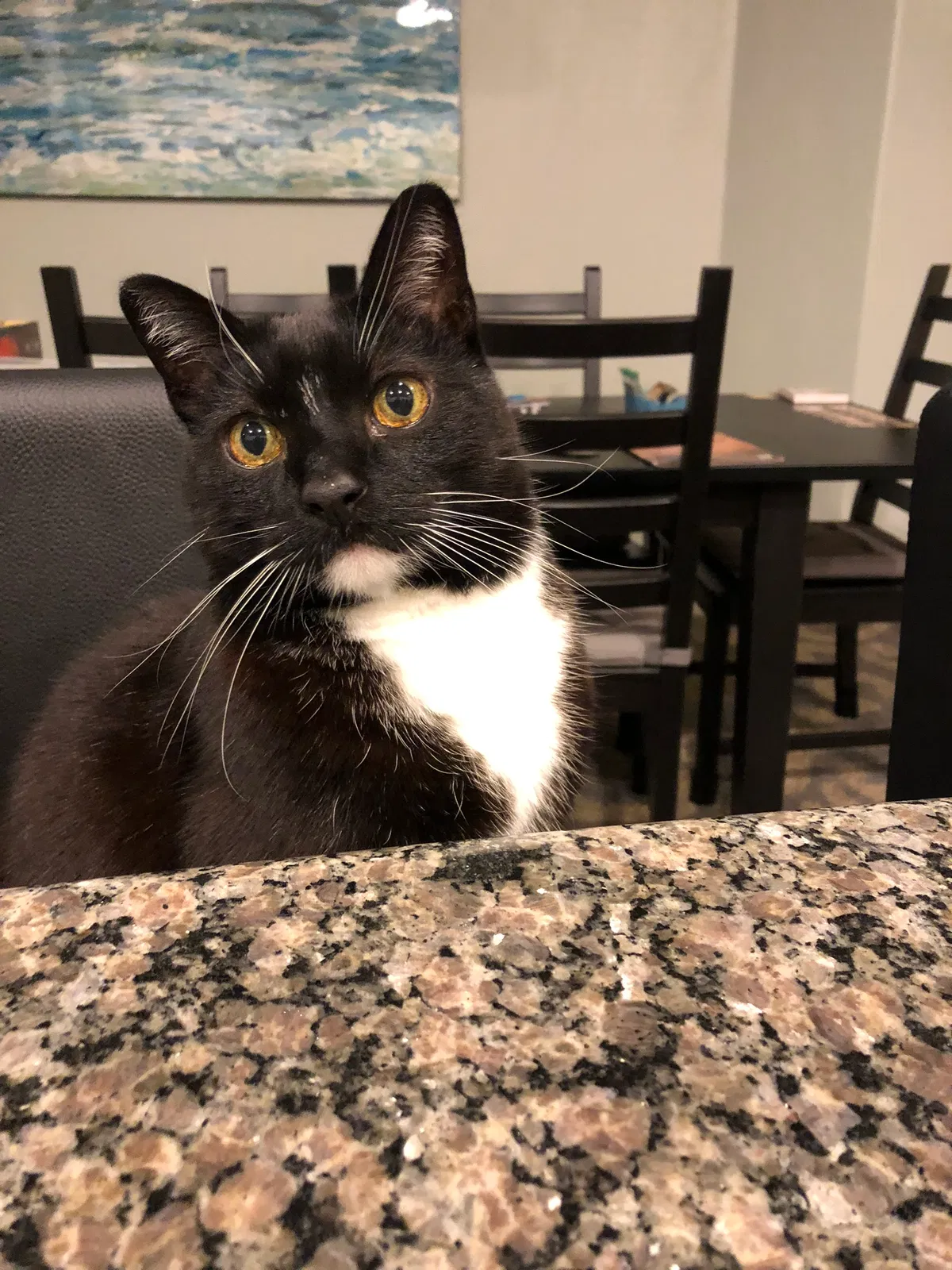 Lost cat in Rochester, MN, 55901